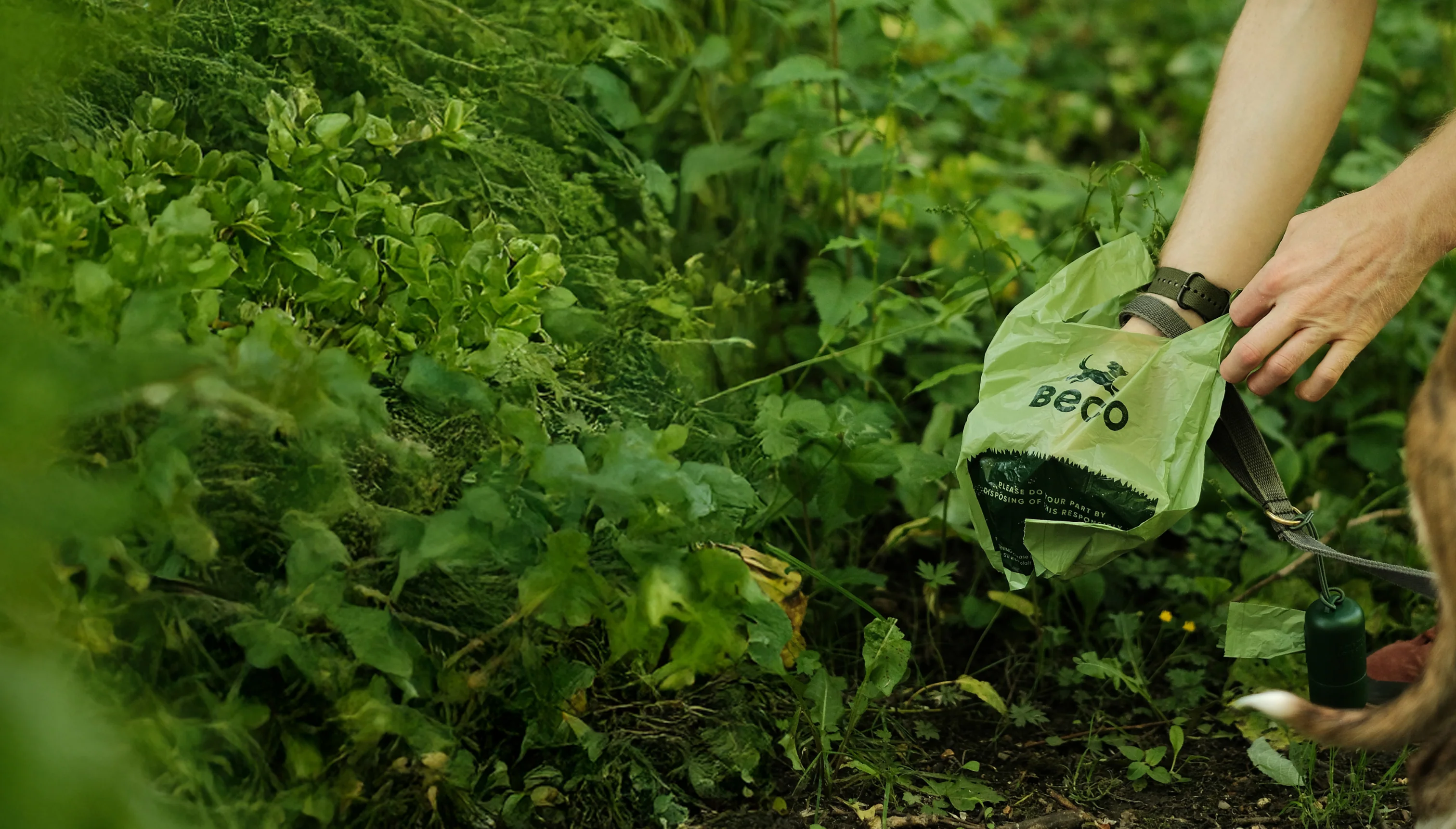 Sustainable Gear for Happy Hounds