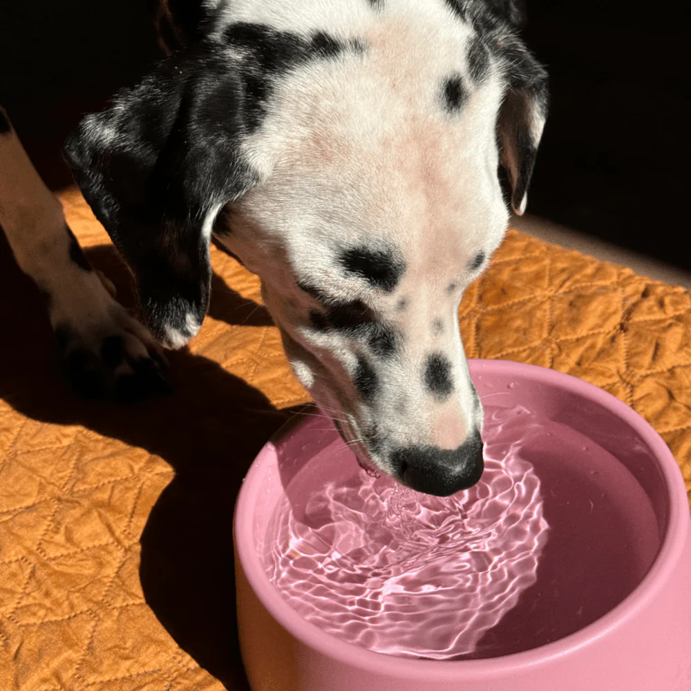 Steady Dog Bowl - Image 10