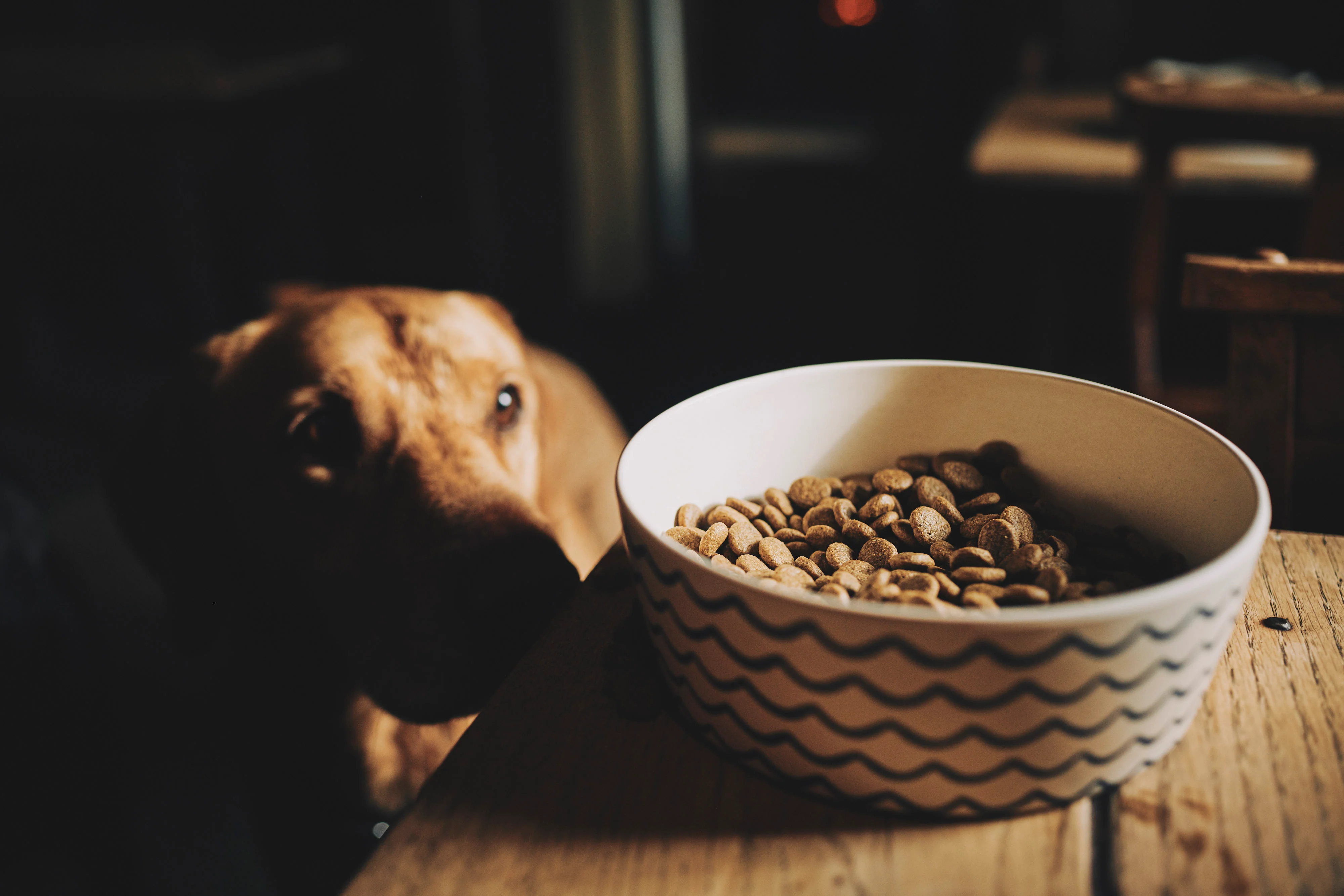 Small Breed Turkey Dry Food with Broccoli & Peas - Image 6