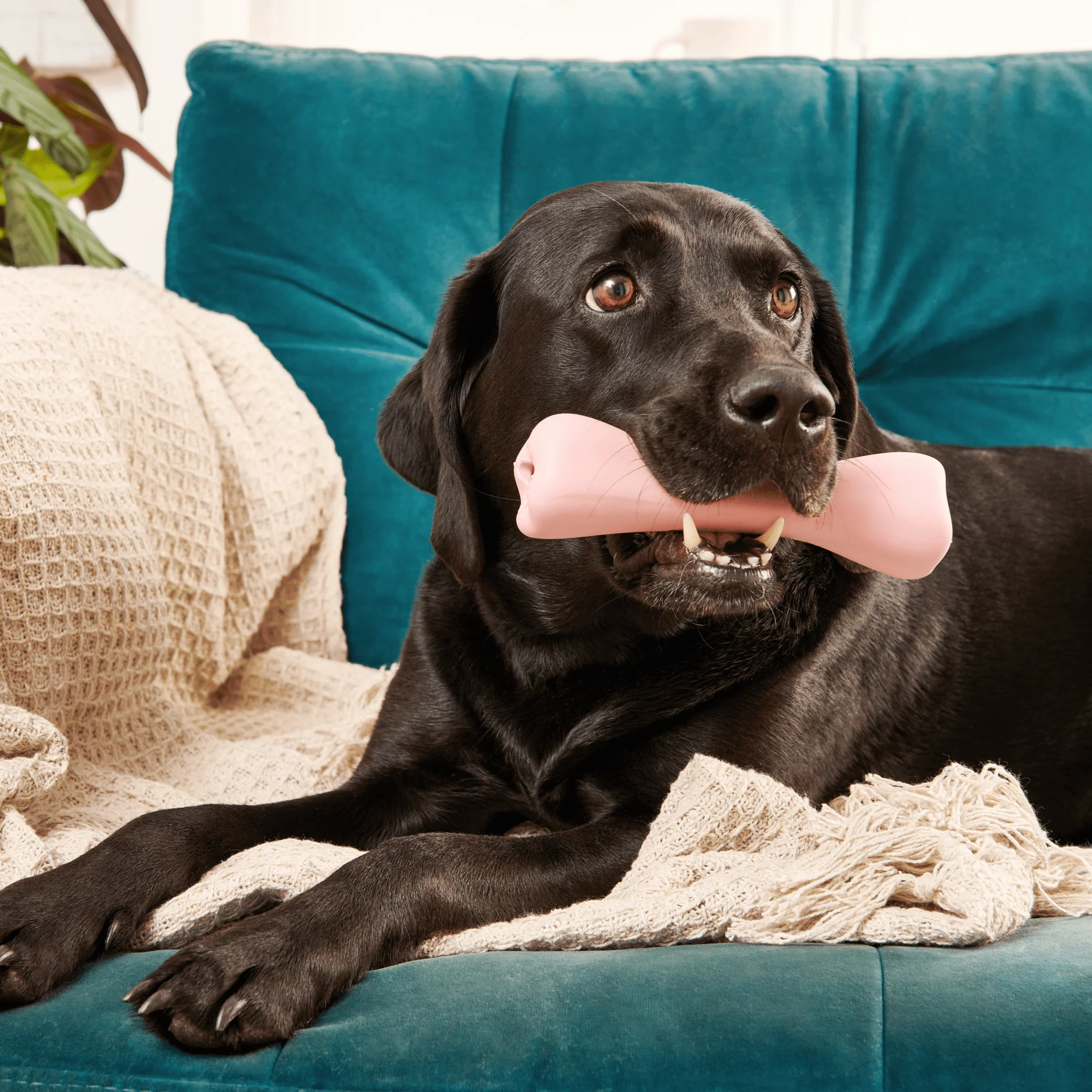 Treat Bone - Image 5