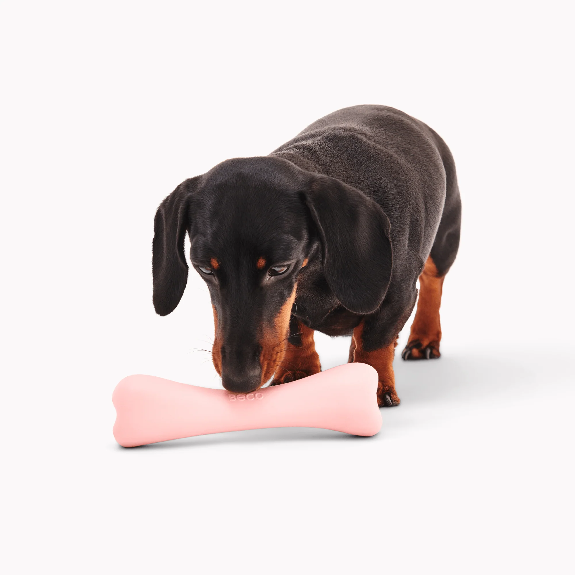 Treat Bone - Image 6