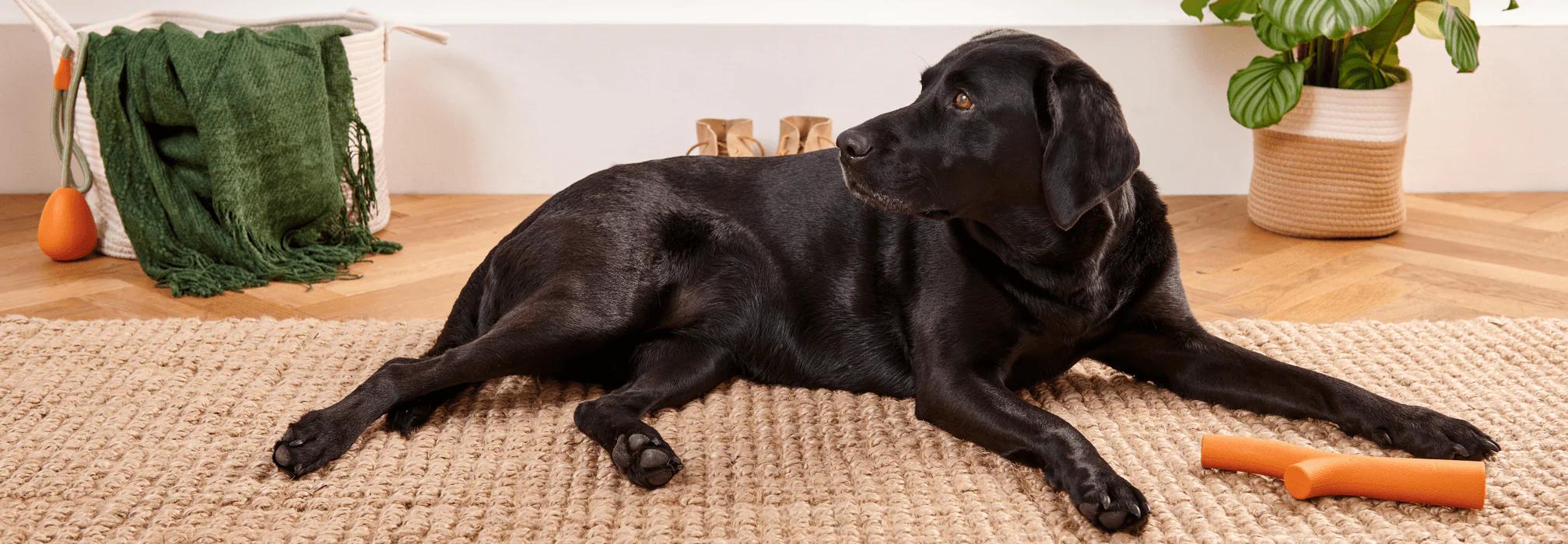 Fetch Ball - Image 4