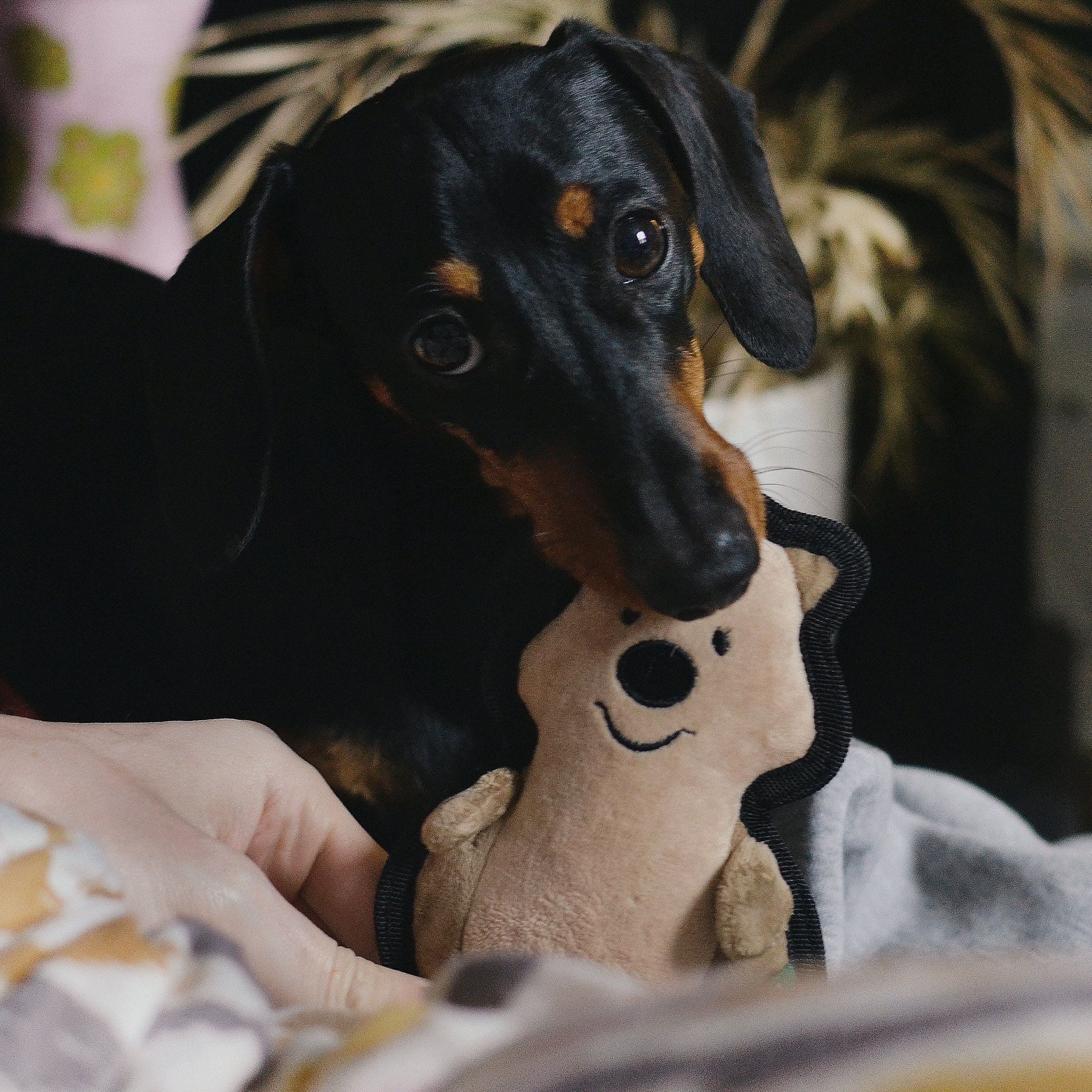 Plush Quokka Dog Toy - Image 6