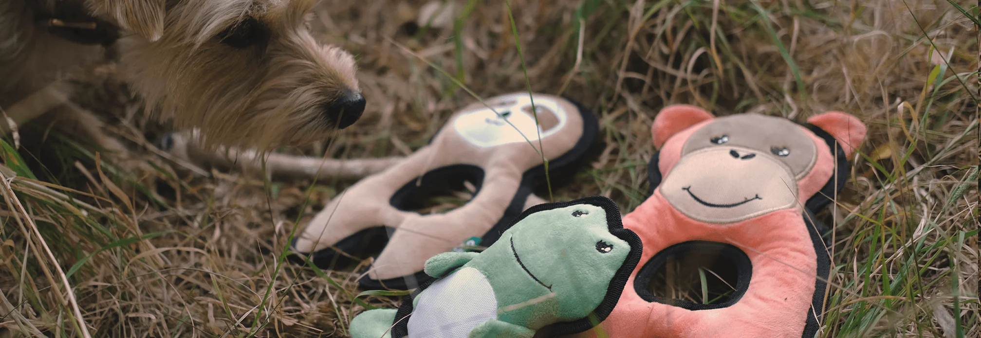 Plush Frog Dog Toy - Image 3