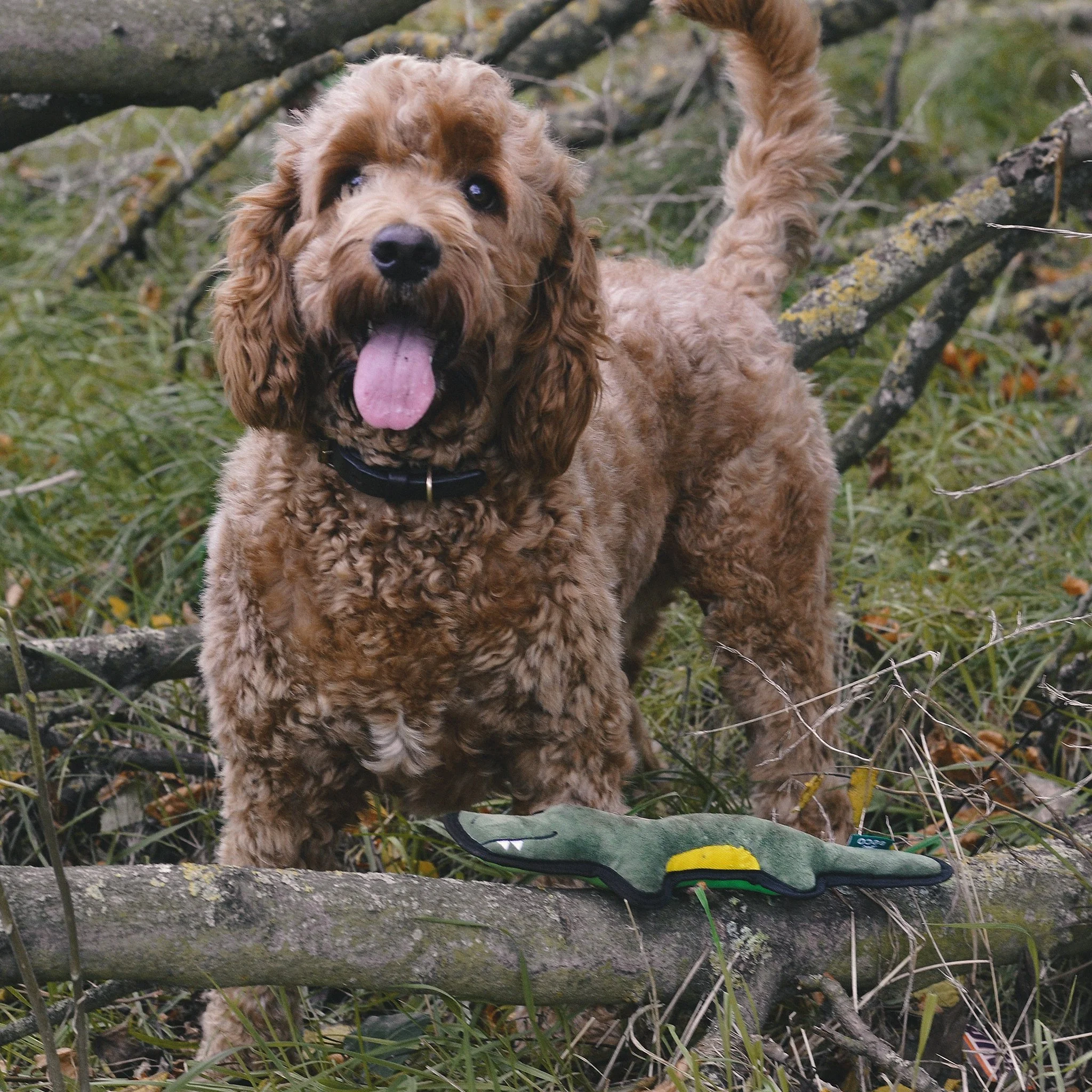 Plush Crocodile Dog Toy - Image 5