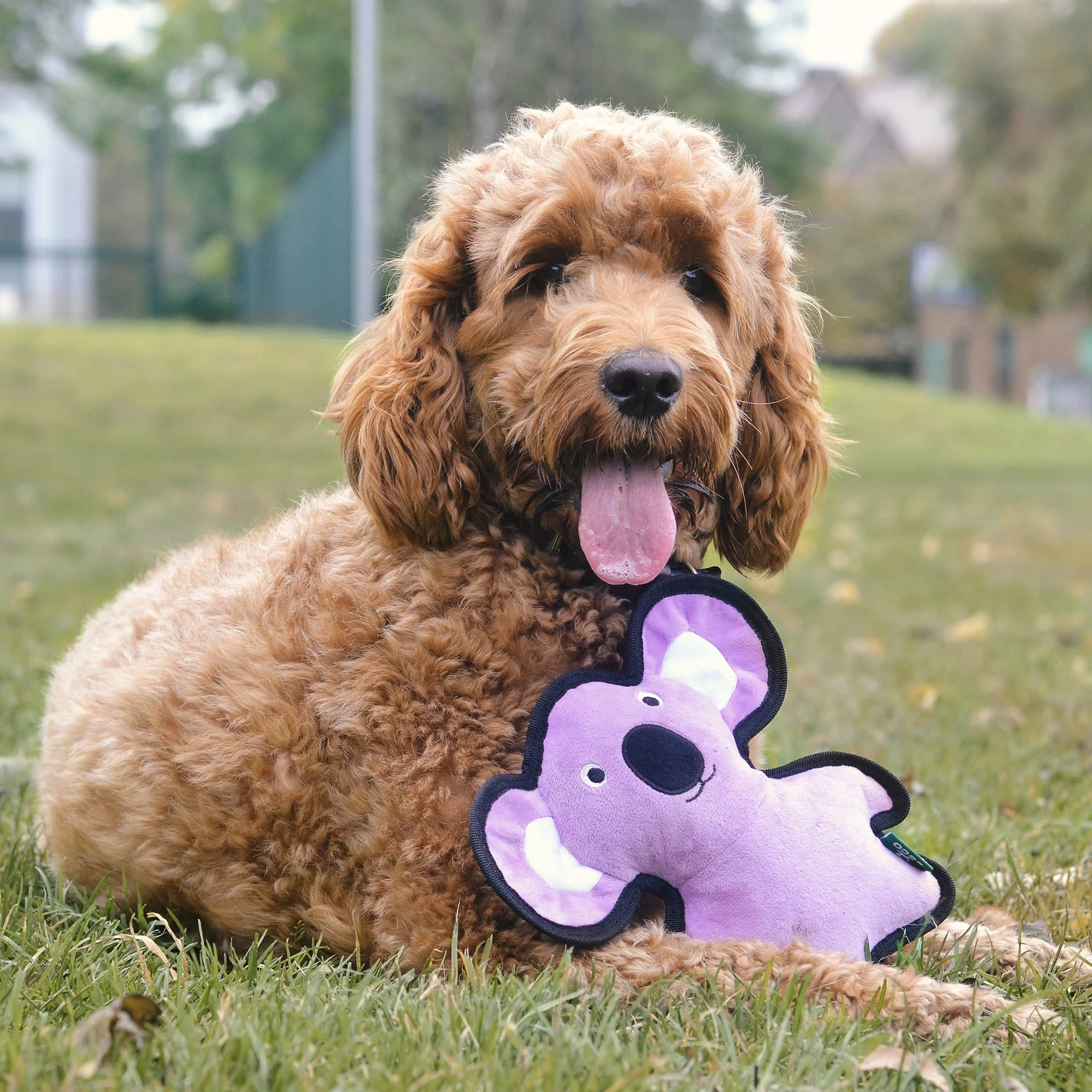 Plush Koala Dog Toy - Image 6