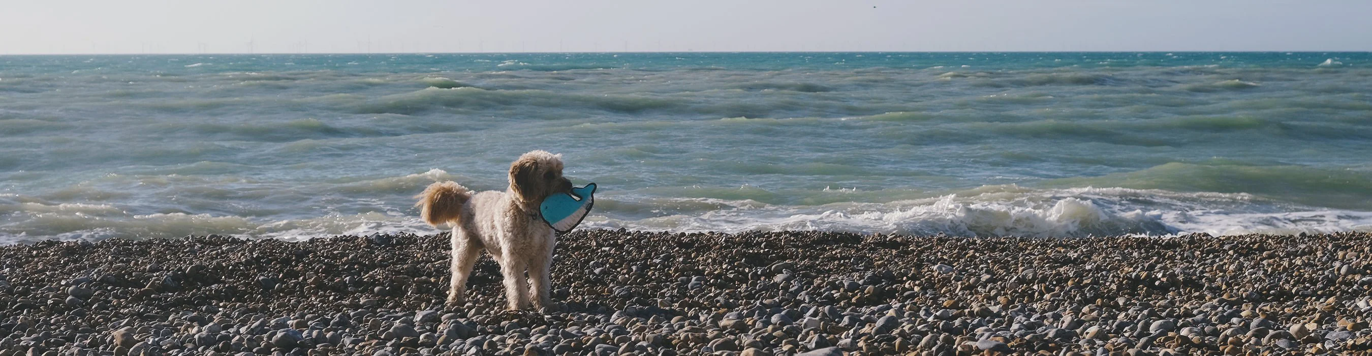 Plush Seagull Dog Toy - Image 4